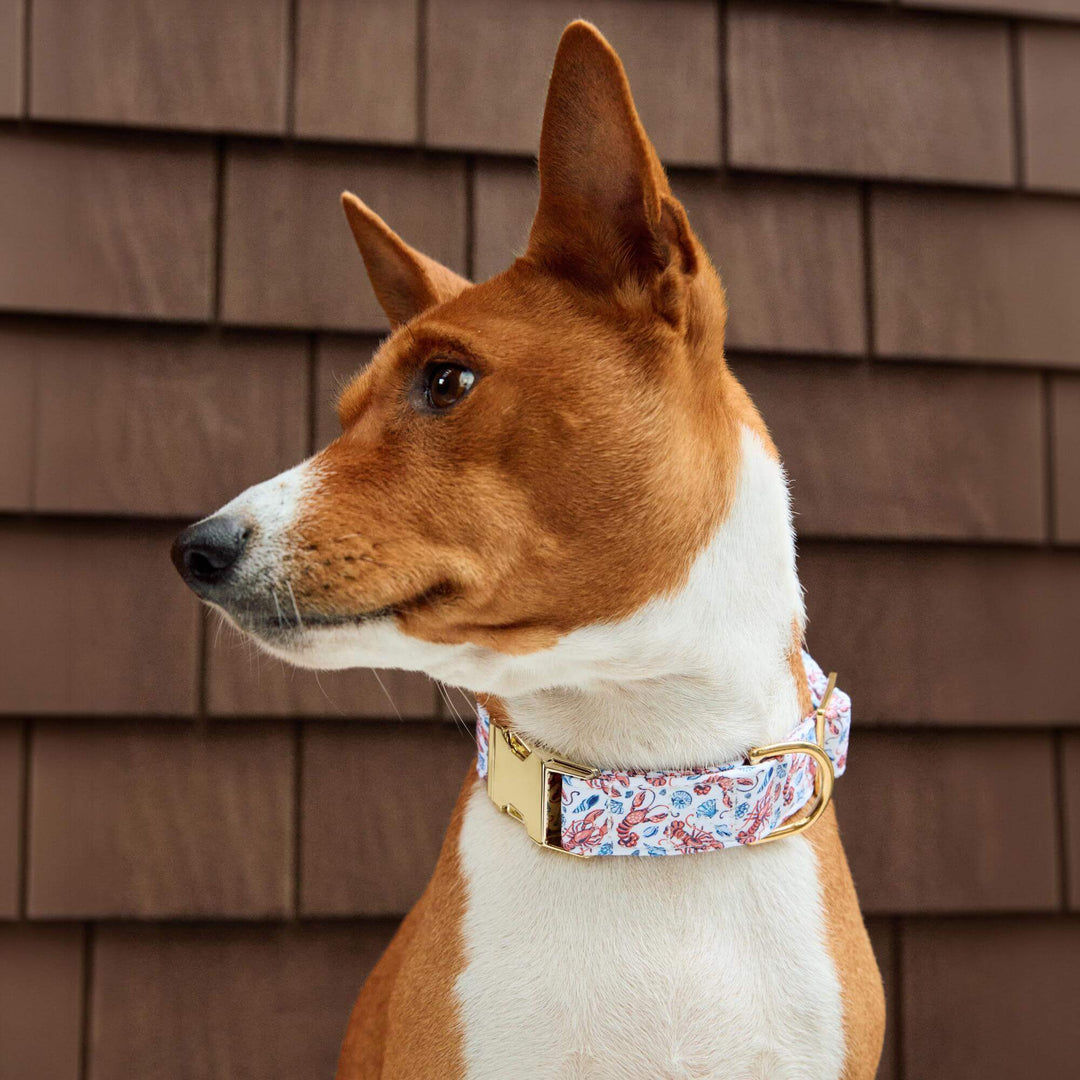 Dog wearing the Printfresh Lobster Landing summer collar