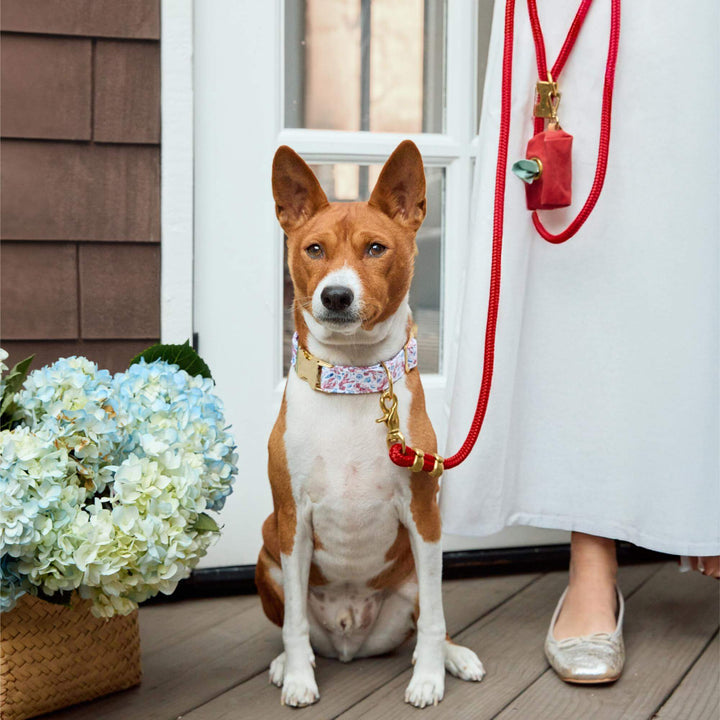 Dog wearing the Printfresh Lobster Landing collar and leash set