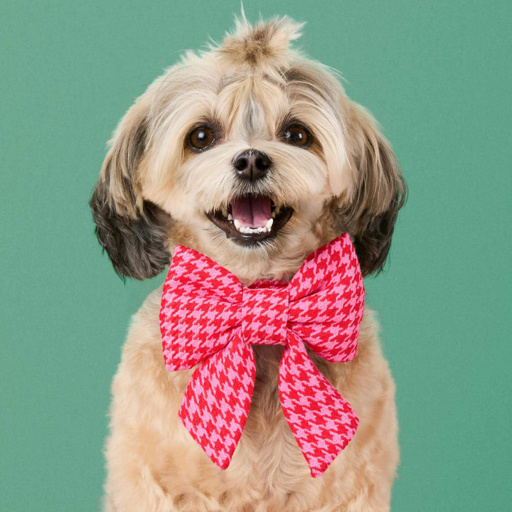 Small shaggy dog wearing a pink and red houndstooth sailor bow against green.