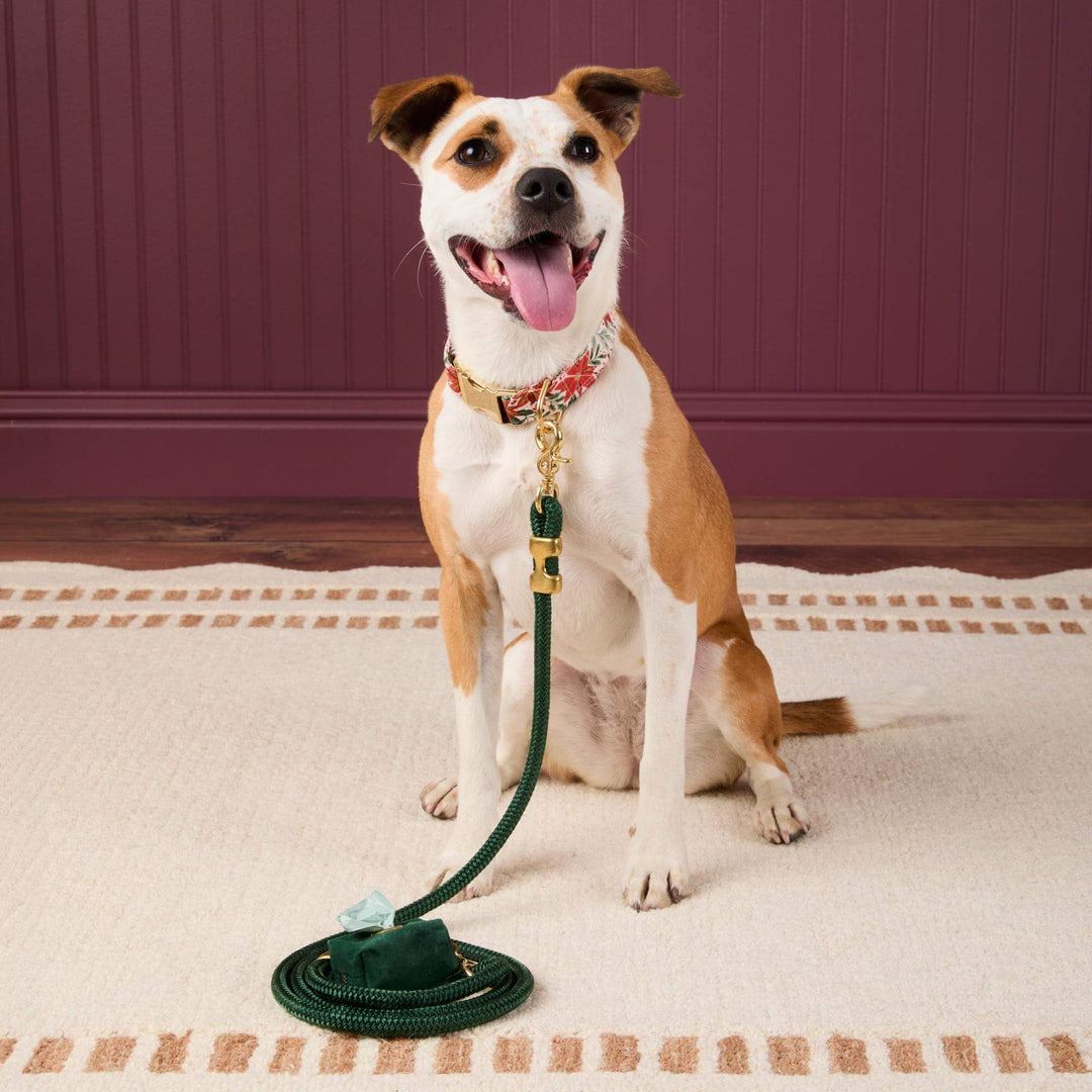 Tan and white dog in the poinsettia collar on a green leash against a burgundy wall