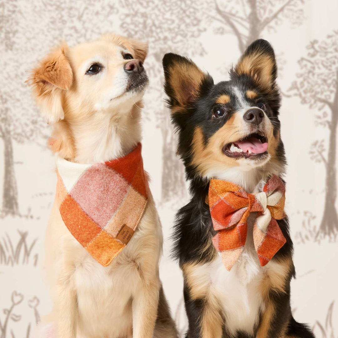 Pumpkin Spice Plaid Flannel Lady Bow Collar