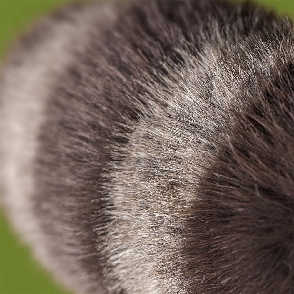 Trixiwoo Raccoon by Jellycat