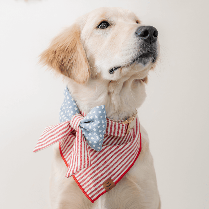 Stars and Stripes Lady Bow Collar - Bonjour Fête 