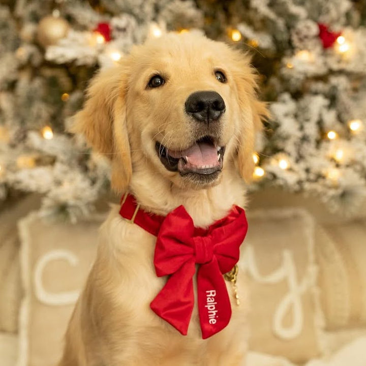Cranberry Velvet Lady Bow Collar