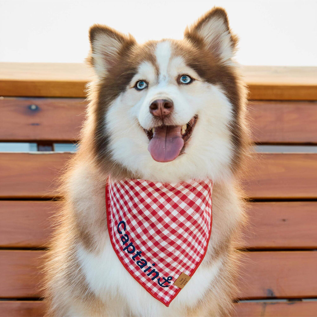 Husky wearing a red gingham bandana embroidered with a name and anchor icon