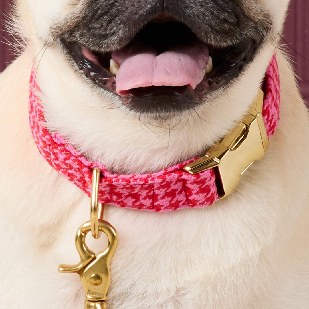 Pug smiling in the pink and red houndstooth collar with a gold leash clip