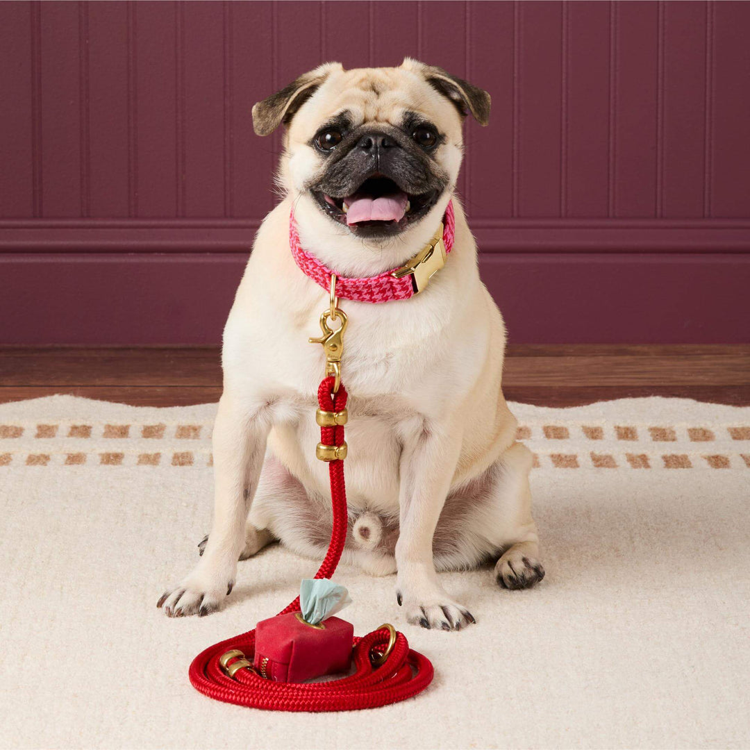 Pug in the pink houndstooth collar sitting by a coiled red leash against a burgundy wall