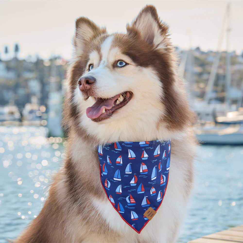 Regatta Dog Bandana - Bonjour Fête 