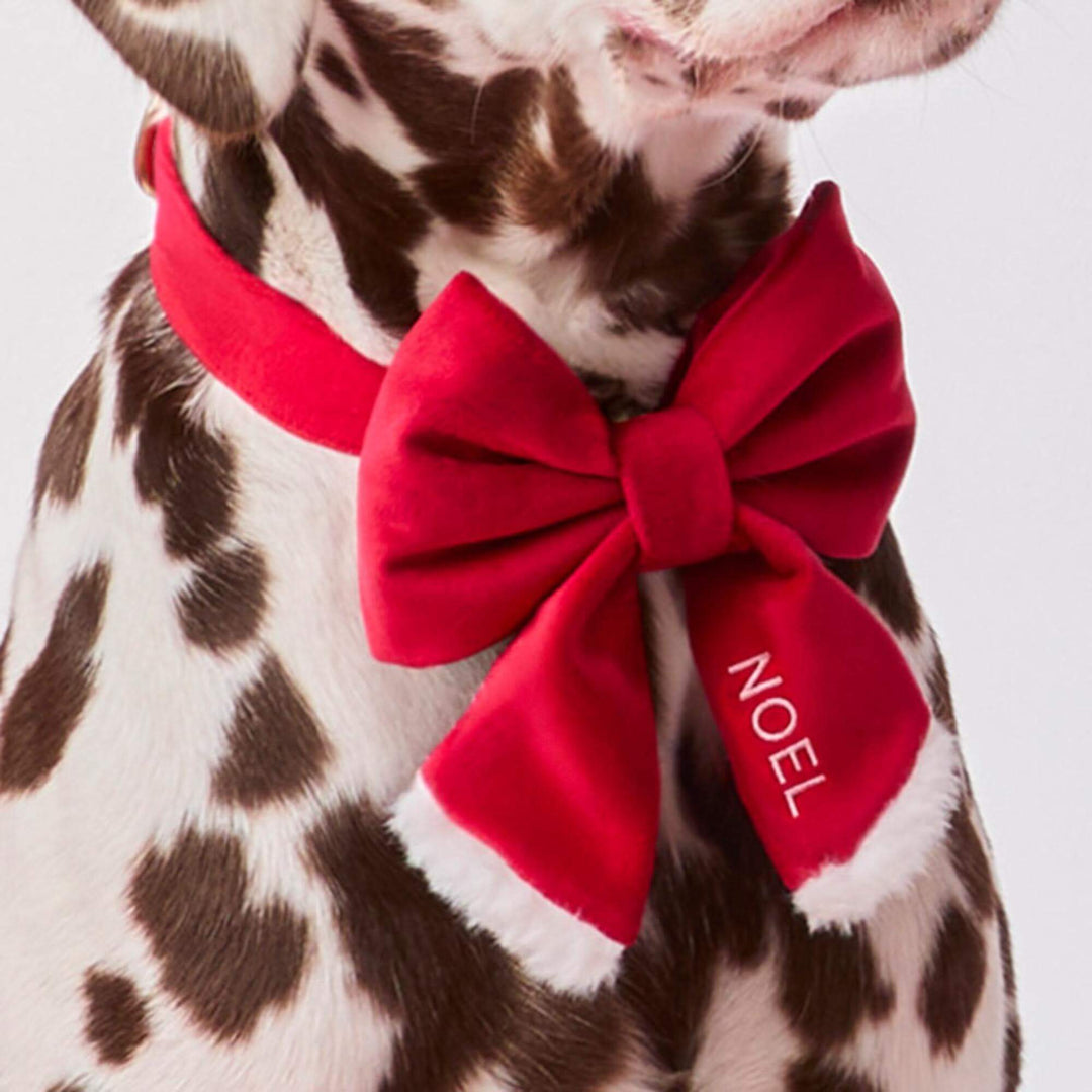 Liver-spotted dog in a red collar wearing the Santa lady bow with a name embroidered on the tail
