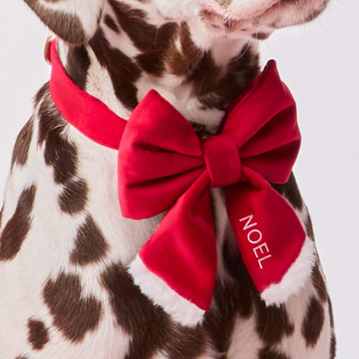 Liver-spotted dog in a red collar wearing the Santa lady bow with a name embroidered on the tail