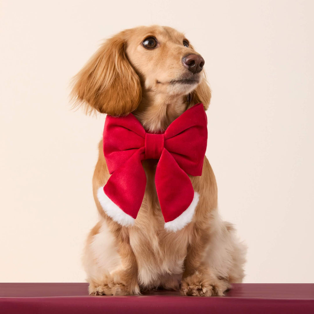 Long-haired dachshund sitting on a red ledge wearing the red and white Santa lady bow