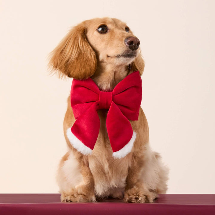Long-haired dachshund sitting on a red ledge wearing the red and white Santa lady bow