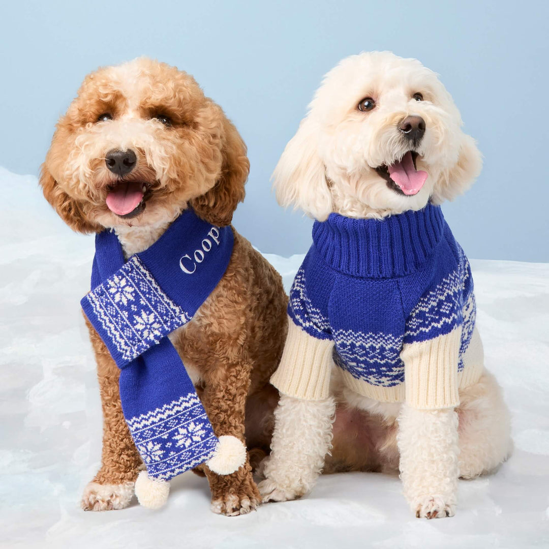 Two curly-coated dogs wearing coordinating blue snowflake accessories, one a scarf and the other a sweater.