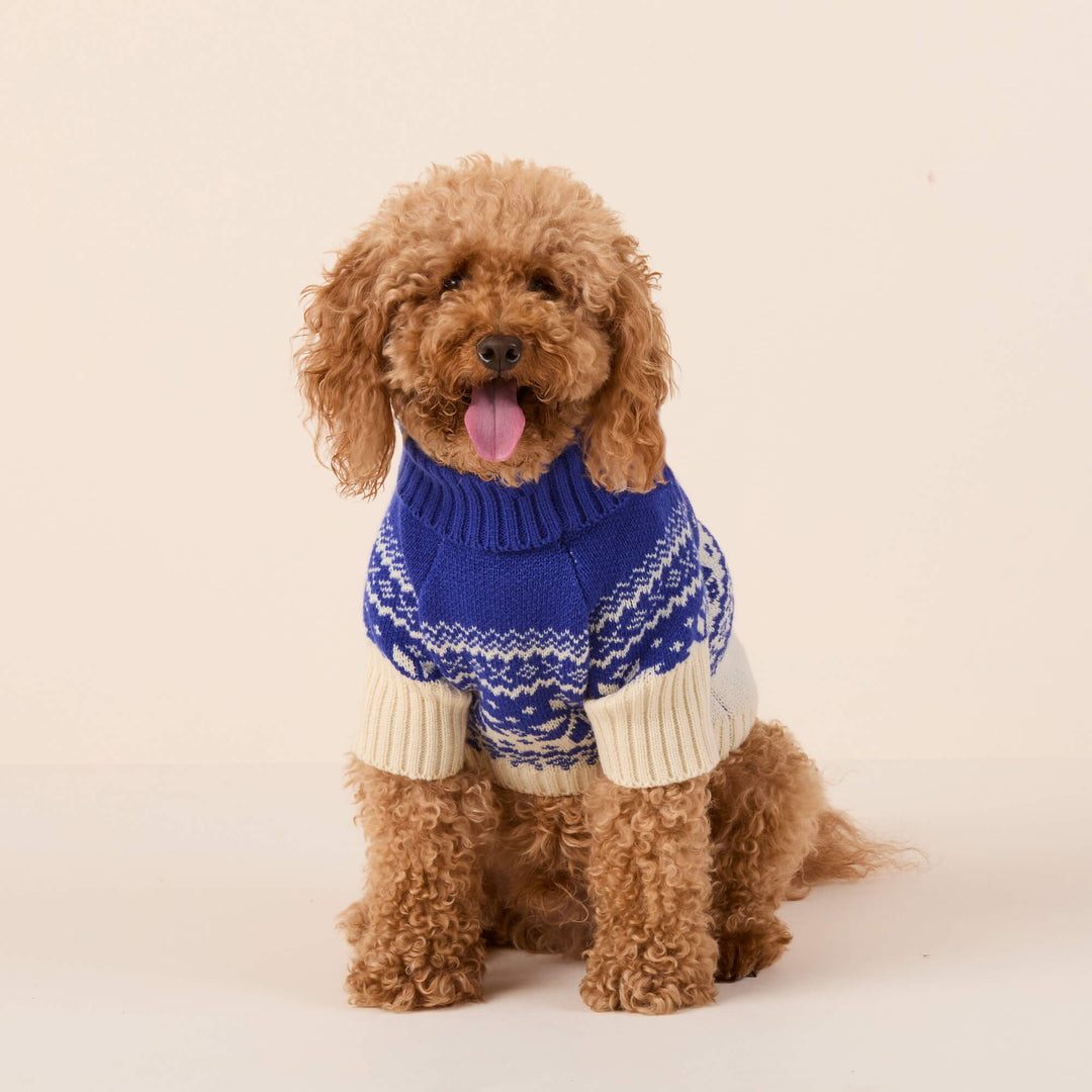 Curly-coated dog facing forward in a blue snowflake sweater with cream cuffs and ribbed turtleneck.