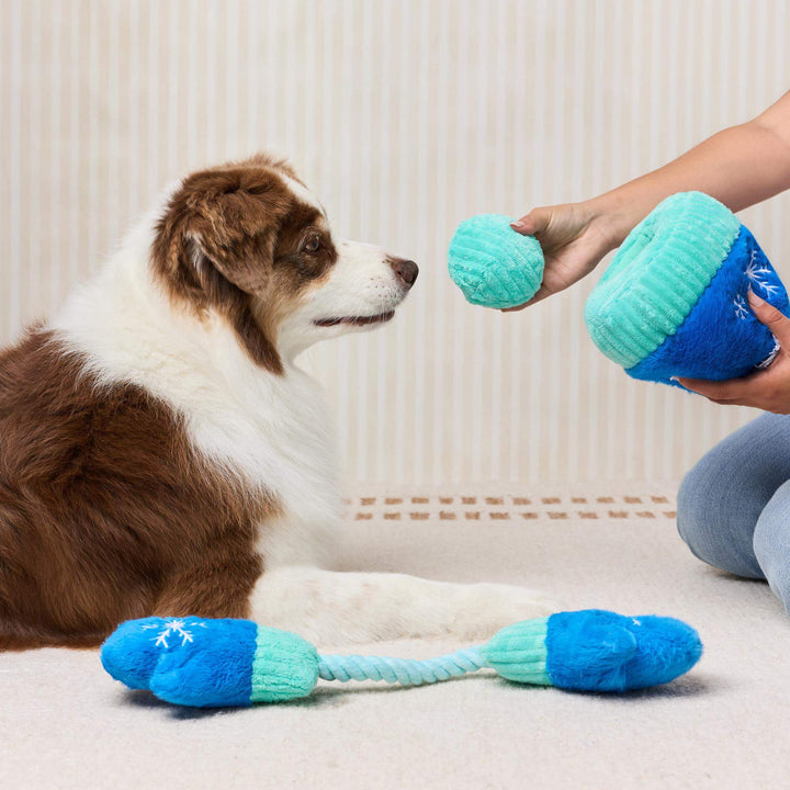Brown and white shepherd watching an owner pull the aqua ball from the snowflake hat toy