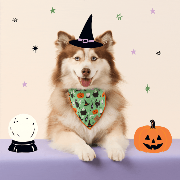 Spellbound Reversible Dog Bandana