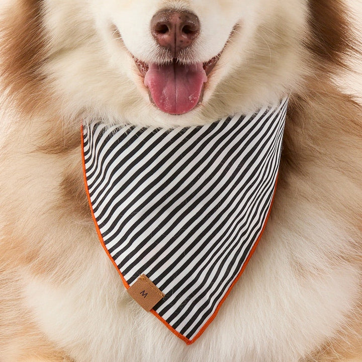Spellbound Reversible Dog Bandana