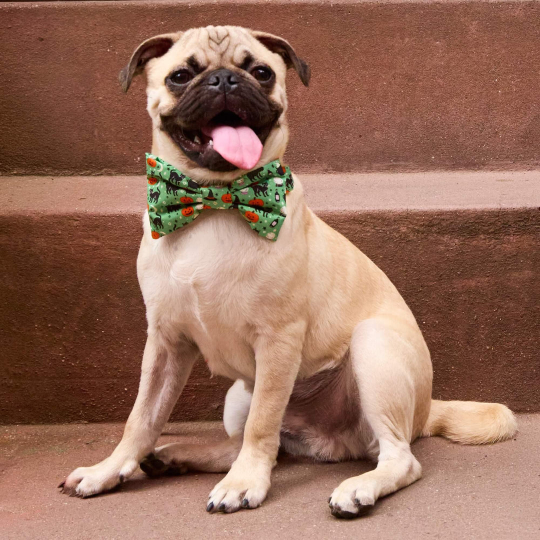 Spellbound Dog Bow Tie