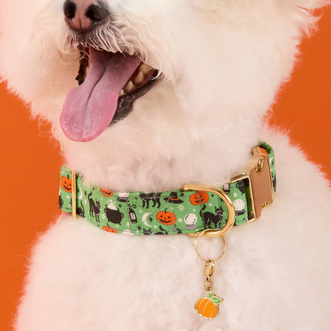 Pumpkin Collar Charm