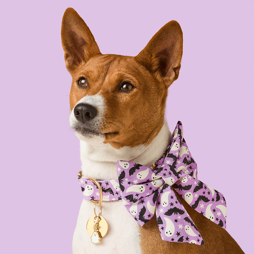 Spooky Season Lady Dog Bow