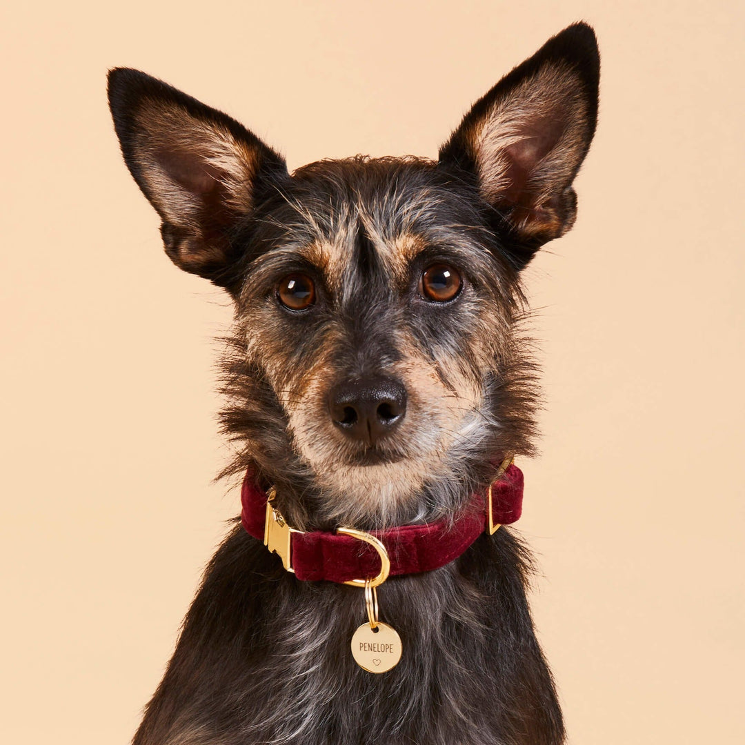 Burgundy Velvet Dog Collar