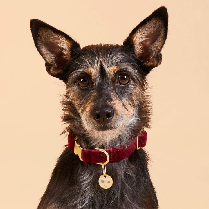Burgundy Velvet Dog Collar