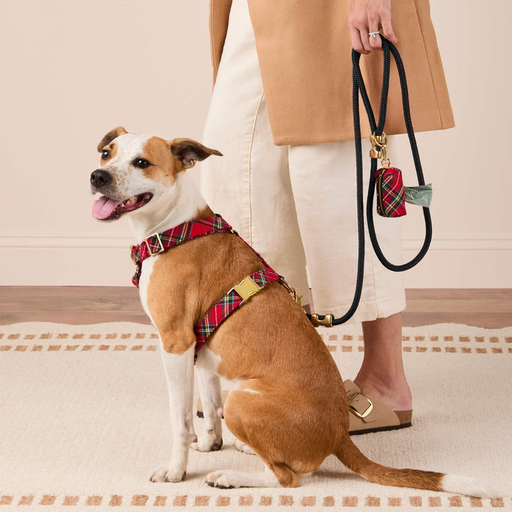Brown-and-white dog in a red tartan harness beside a person holding its black leash with matching bag holder.
