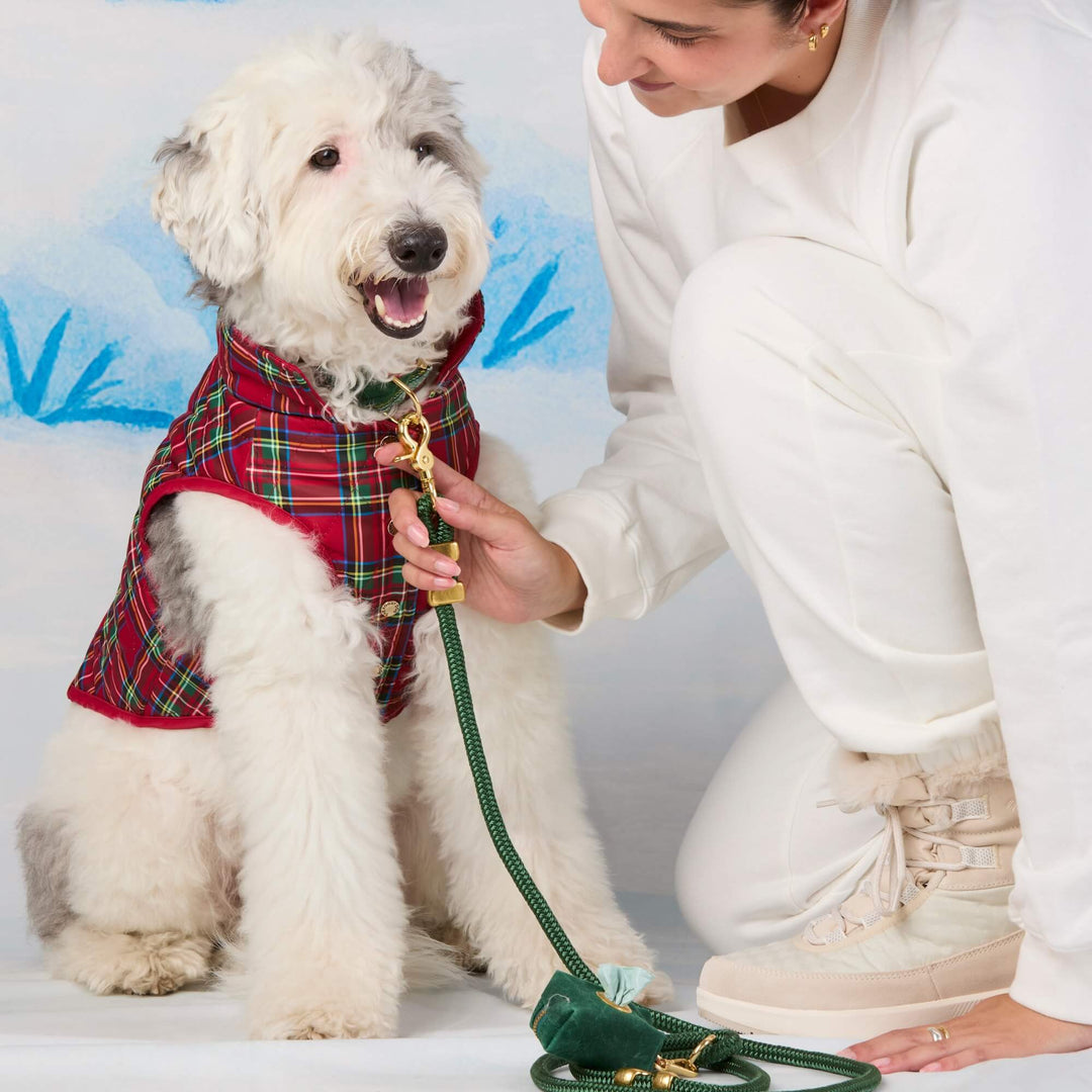 Person clipping a green leash onto a white dog's collar above its red tartan quilted jacket.