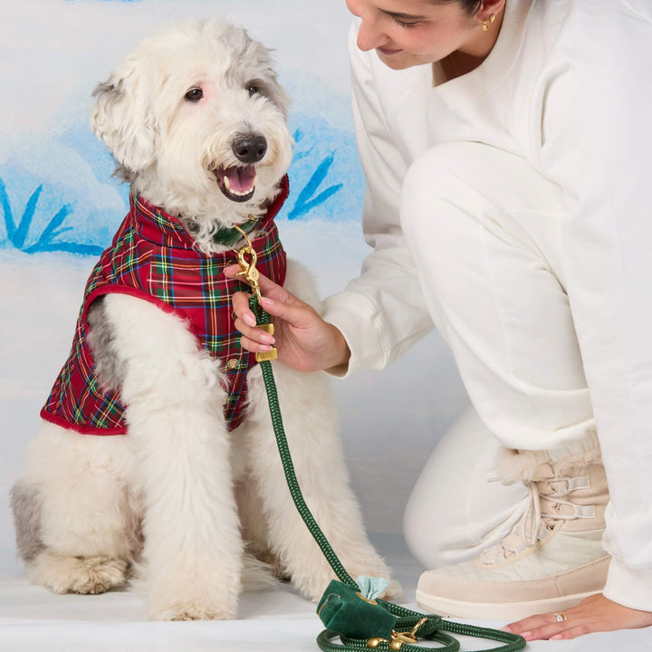 Person clipping a green leash onto a white dog's collar above its red tartan quilted jacket.