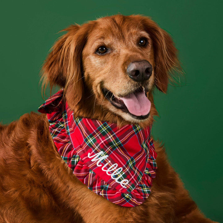 Golden dog in a red tartan ruffled bandana embroidered Millie, posed against deep green.