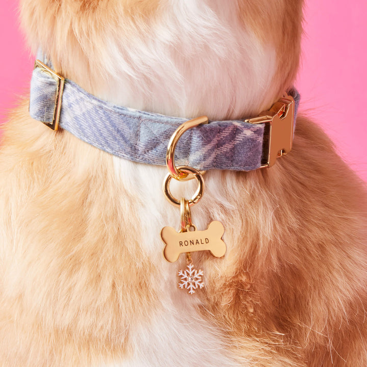 Fluffy dog in a pale blue plaid collar with a gold bone ID tag and the white snowflake charm
