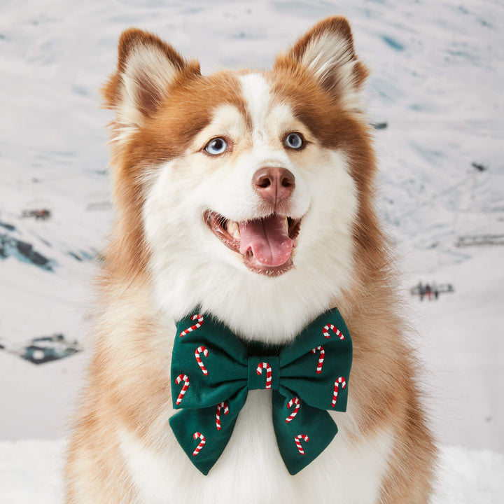 Husky in the evergreen candy cane bow collar sitting in the snow