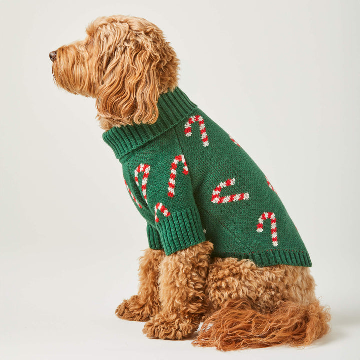Doodle sitting in side profile in the evergreen sweater covered in red and white candy canes