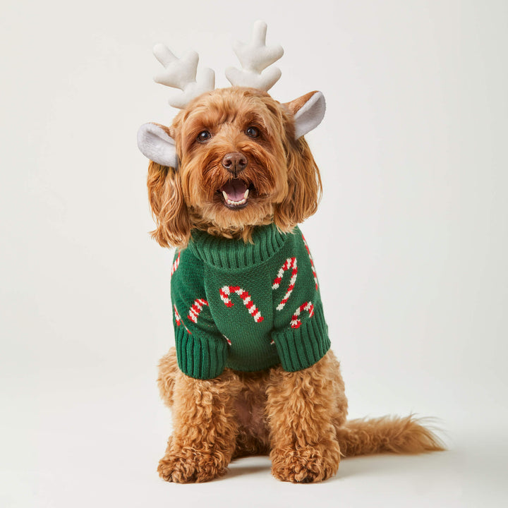 Doodle in reindeer antlers sitting in the green candy cane dog Christmas sweater on white