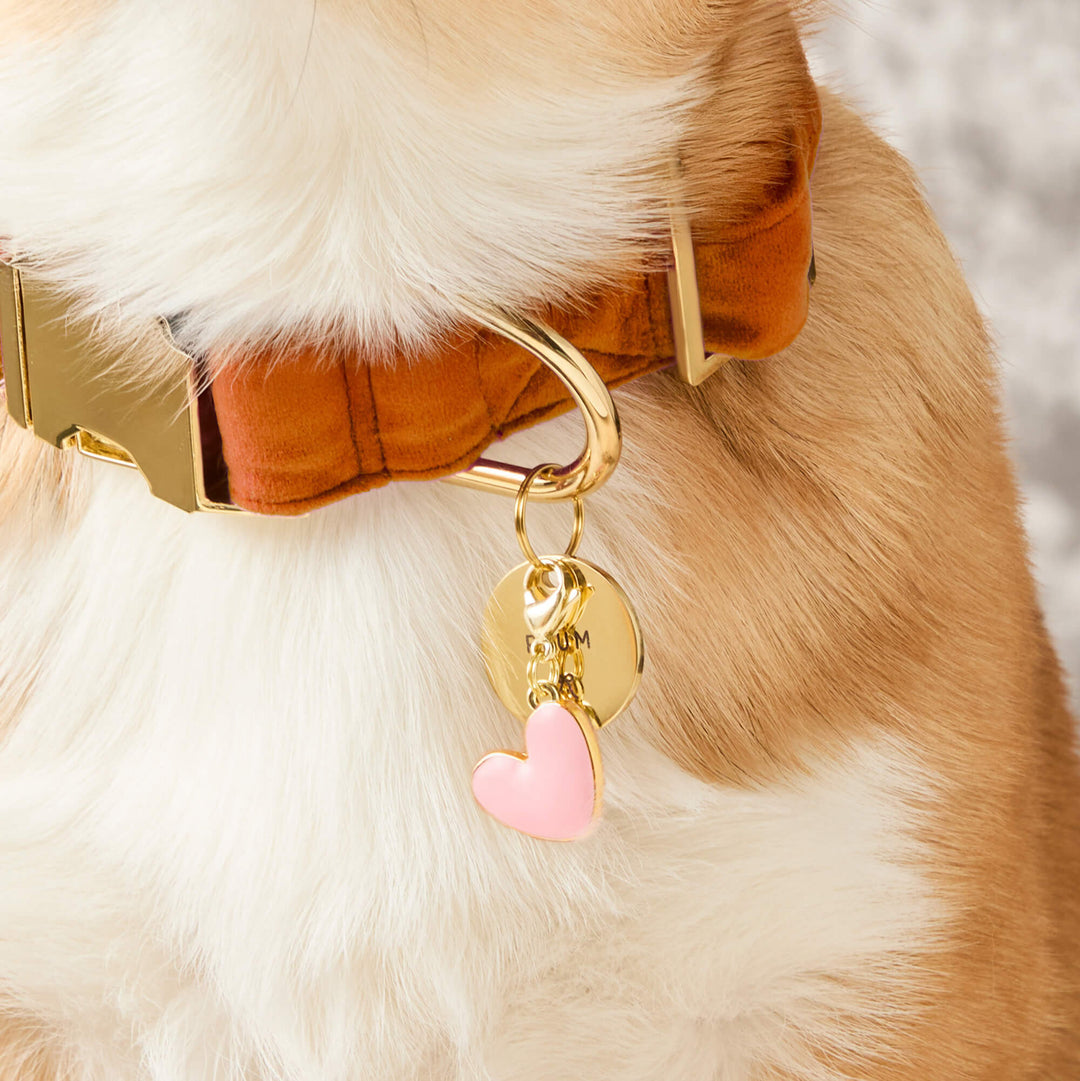 Corgi in a rust velvet collar with a round gold tag and the pink heart charm for Valentine's Day
