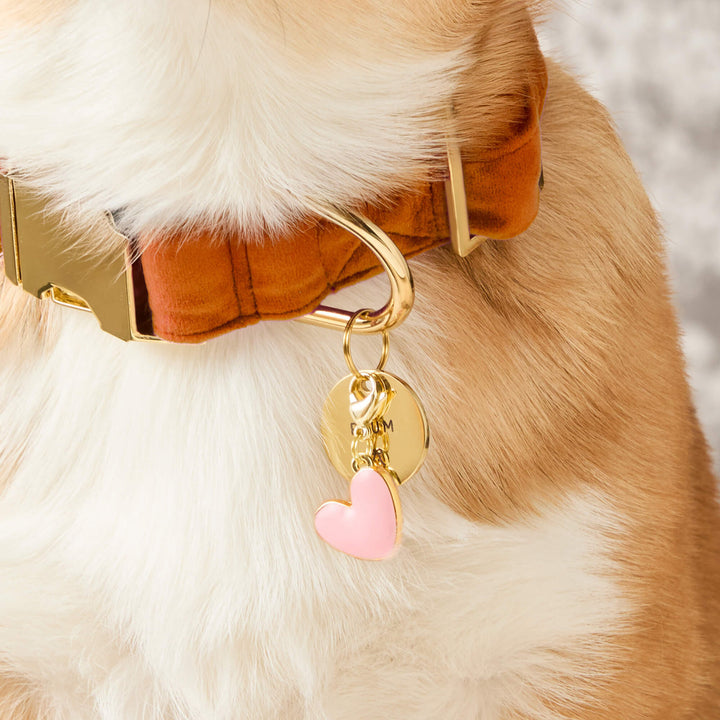 Corgi in a rust velvet collar with a round gold tag and the pink heart charm for Valentine's Day