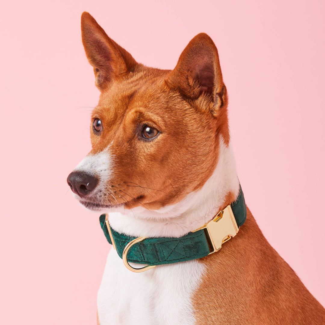 Forest Green Velvet Dog Collar