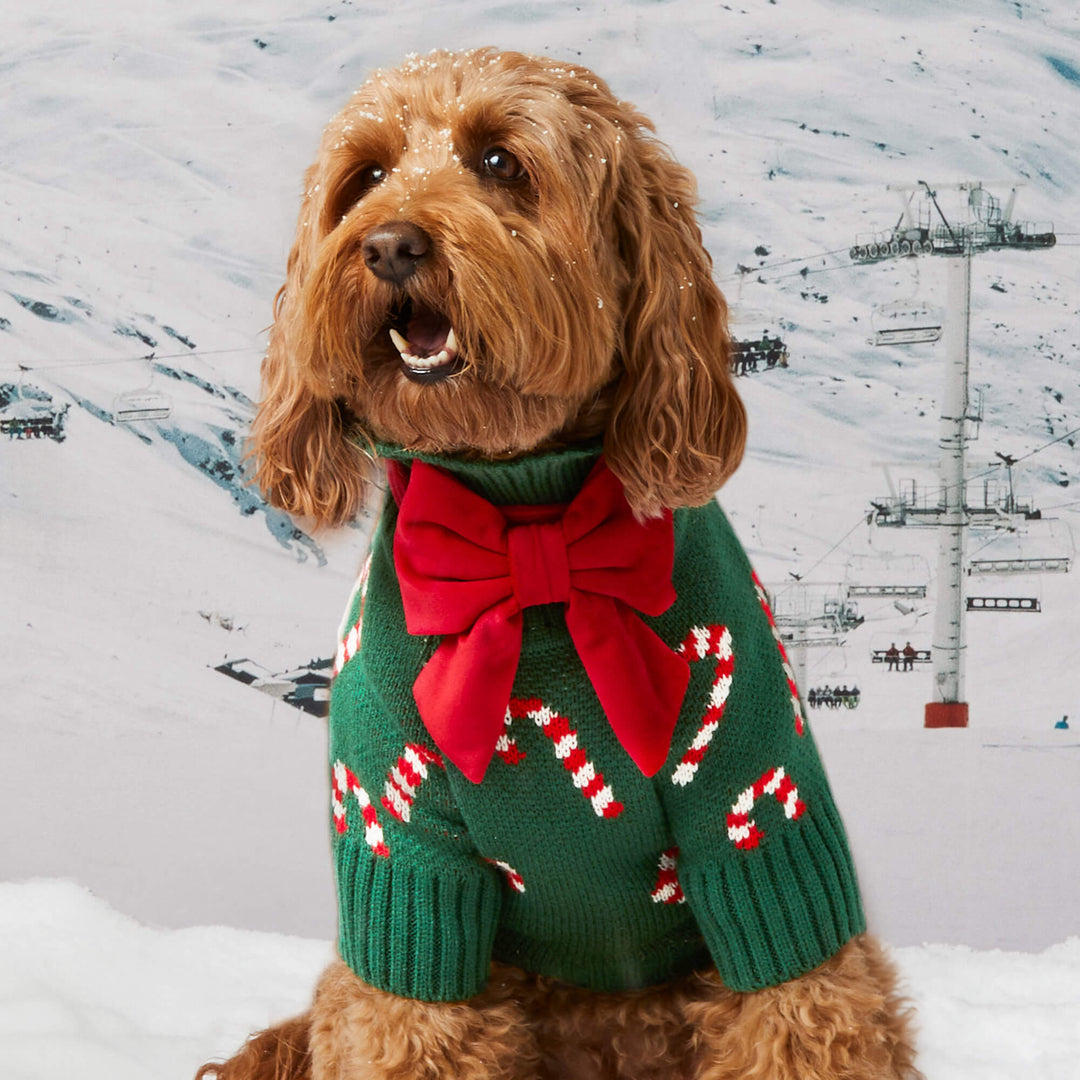 Doodle in the green candy cane sweater and a big red bow on a snowy mountain set