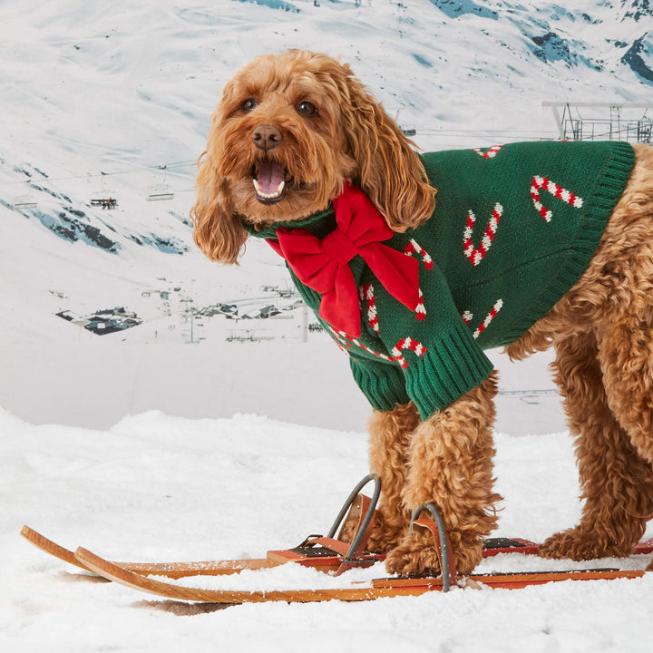 Doodle on wooden skis in the snow wearing the evergreen candy cane sweater and a red bow