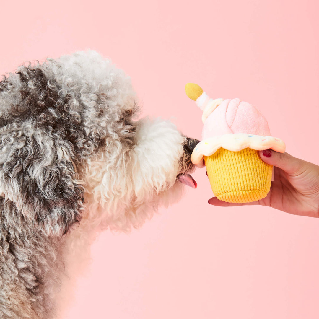 Birthday Cupcake 2-in-1 Bounce Dog Toy - Bonjour Fête 