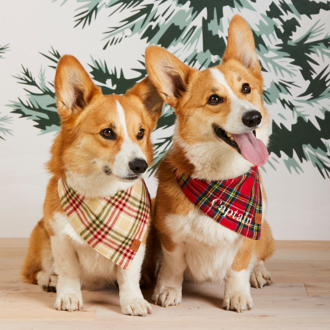 Two corgis on a pine backdrop, one in the tartan bandana and one in a cream plaid bandana