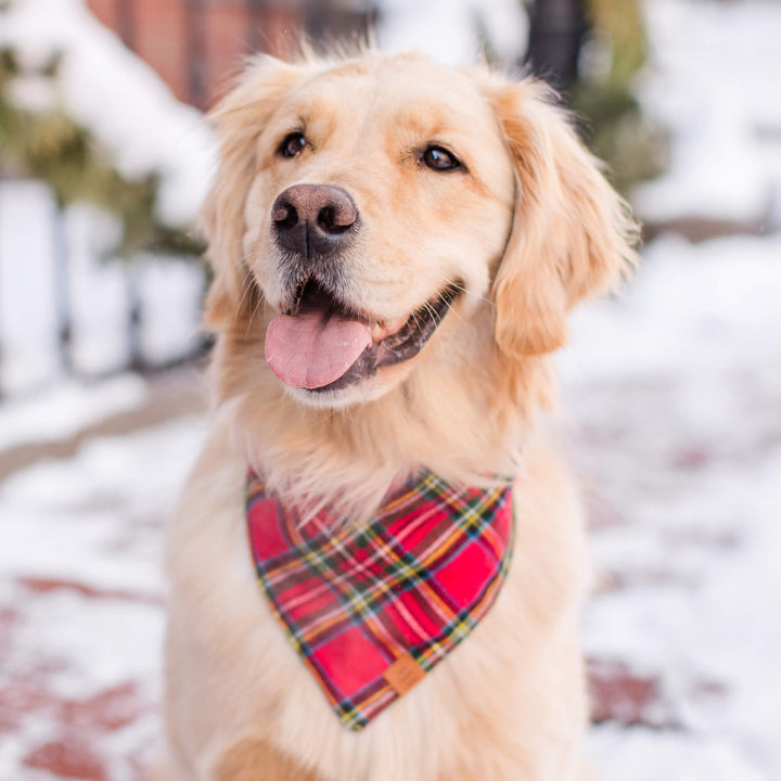 Golden retriever in the snow wearing the tartan plaid Christmas bandana