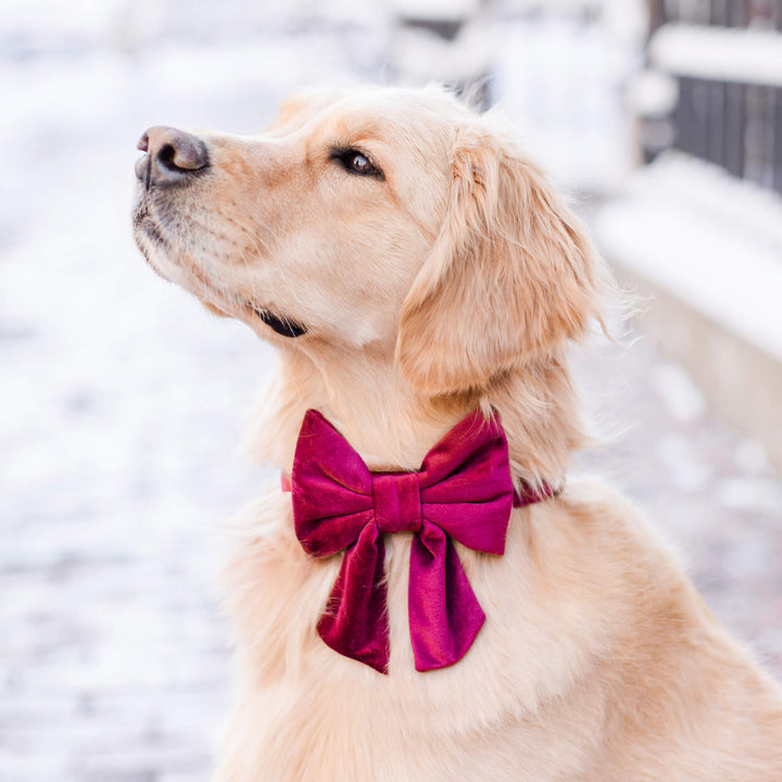 Burgundy Velvet Lady Bow Collar