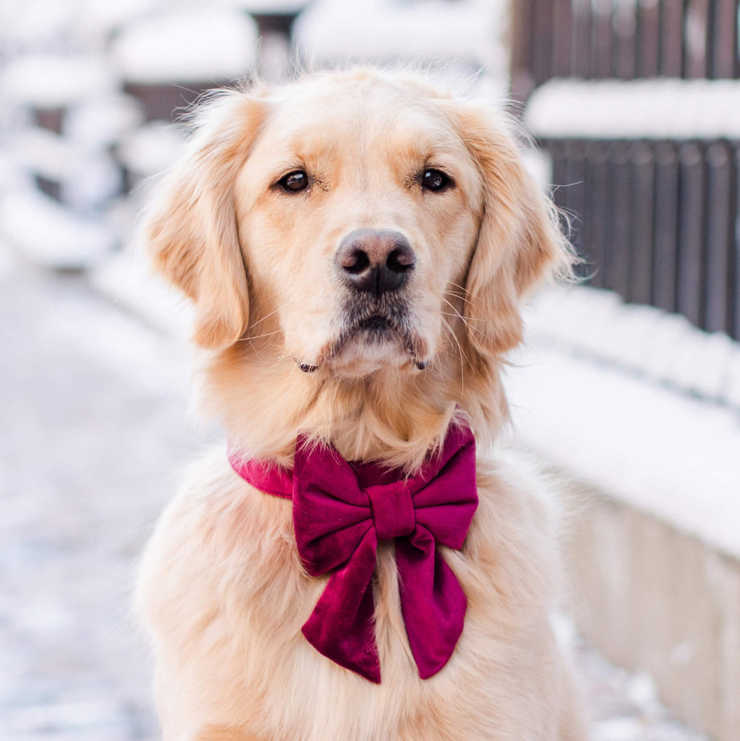 Burgundy Velvet Lady Dog Bow