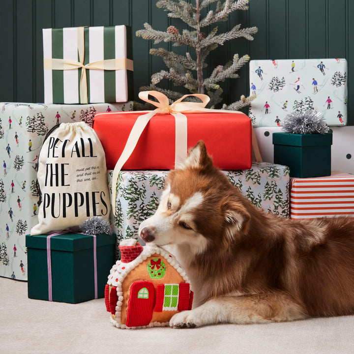 Husky lying among wrapped gifts with the gingerbread house toy against a dark green wall