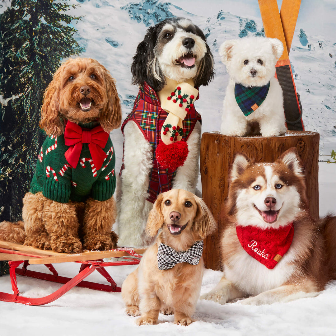A group of dogs on a red sled in a snowy scene, the front doodle in the green candy cane sweater