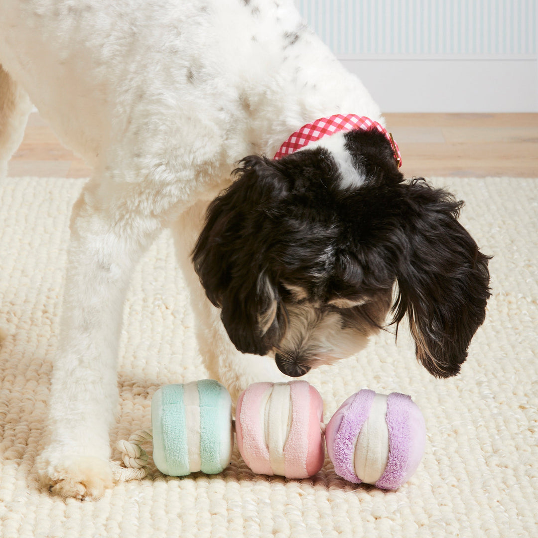 Macarons Interactive Snuffle Dog Toy - Bonjour Fête 