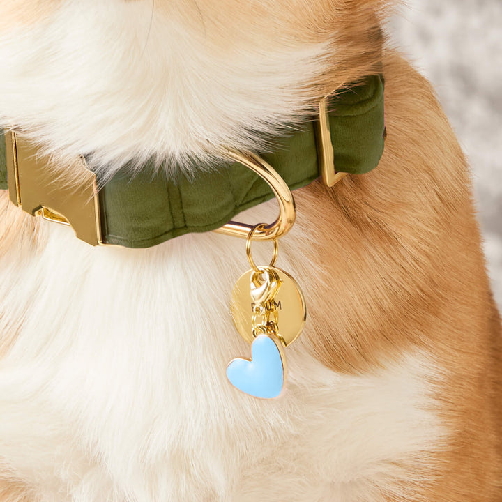 Dog in an olive velvet collar wearing the blue heart charm next to a round gold ID tag
