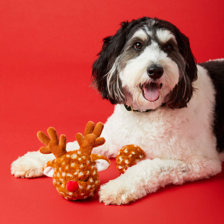 Black and white doodle lying on red with the reindeer toy and its ball