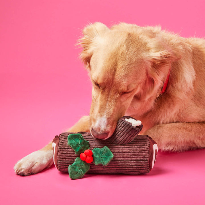 Red setter chewing the yule log toy on a hot pink backdrop